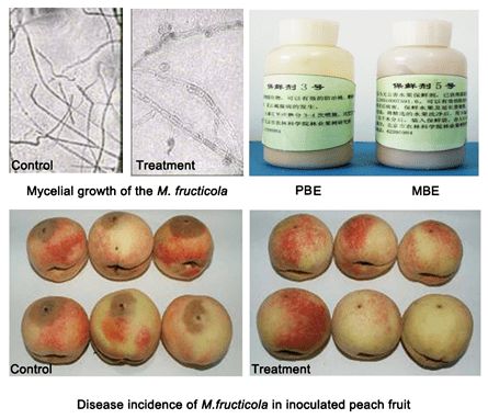 桃采后病害無公害防治技術(shù)