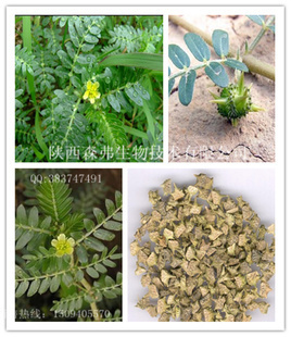 植物提取物-刺蒺藜提取物 90%男性壯陽補腎原料-植物提取物盡在阿里巴巴-陜西森.