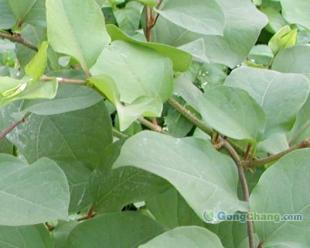 供應(yīng)虎杖甙 植物提取物_醫(yī)藥、保養(yǎng)_世界工廠網(wǎng)中國產(chǎn)品信息庫